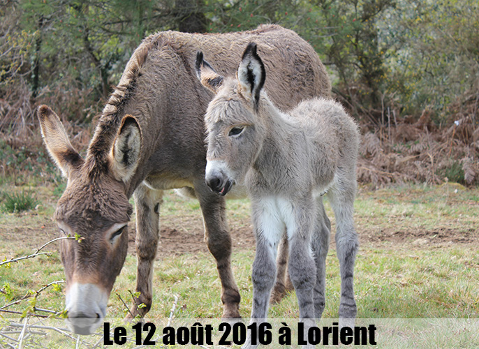 Etape de Lorient à  