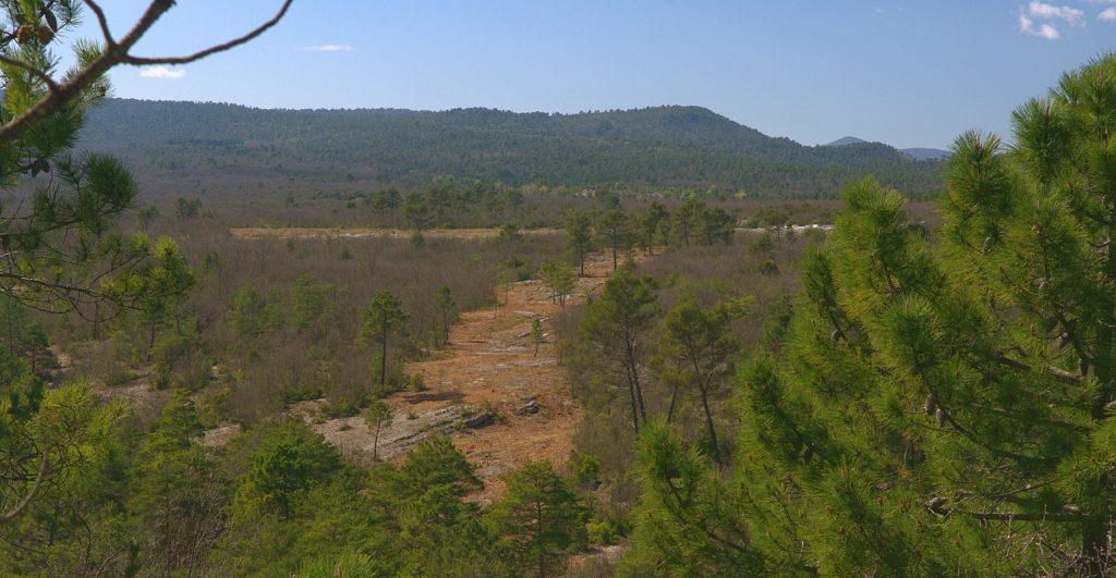 Photo des travaux de défrichement.